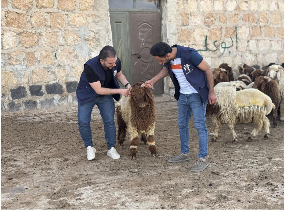اضحية 11