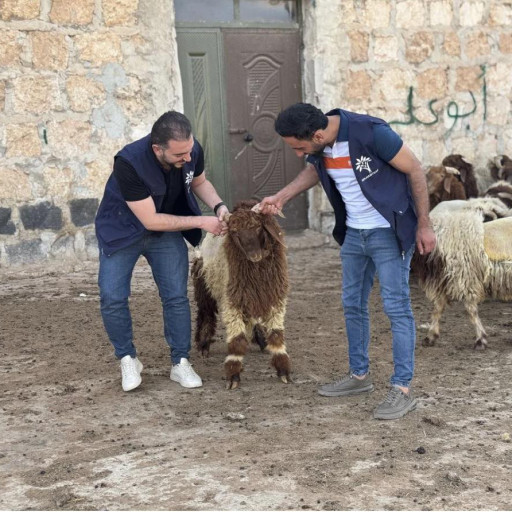 اضحية 11