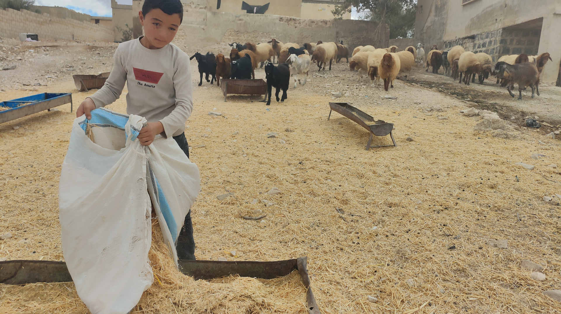 بين رعي الأغنام ومقاعد الدراسة… أحمد بحاجة إليك