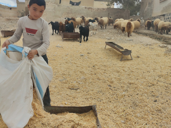 بين رعي الأغنام ومقاعد الدراسة… أحمد بحاجة إليك